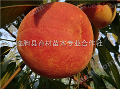桃树新品种